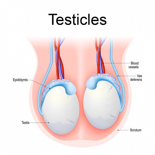 testicles diagram 500x